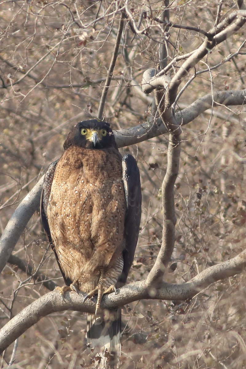 Crested serpent eagle for #BrownBirds #BirdsSeenIn2022 #BBCWildlifePOTD #dailypic #birdwatching #IndiAves #birding #birds  #TwitterNatureCommunity @incognito9 @ParveenKaswan @Saket_Badola
