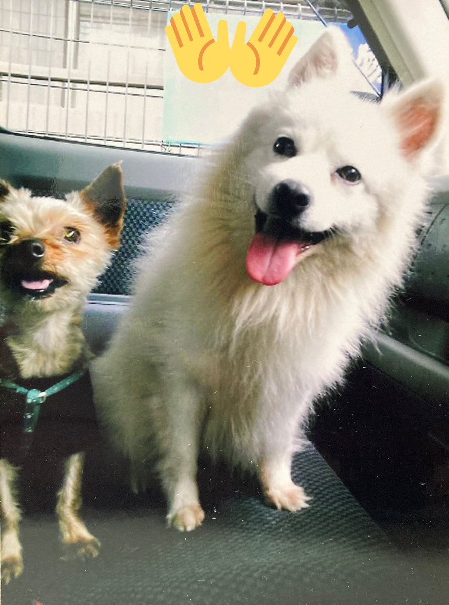 ポメのつるまる&おび（ツルオビ）❤️💙 (@2aWSHJStCdIrF5D) / Posts / X