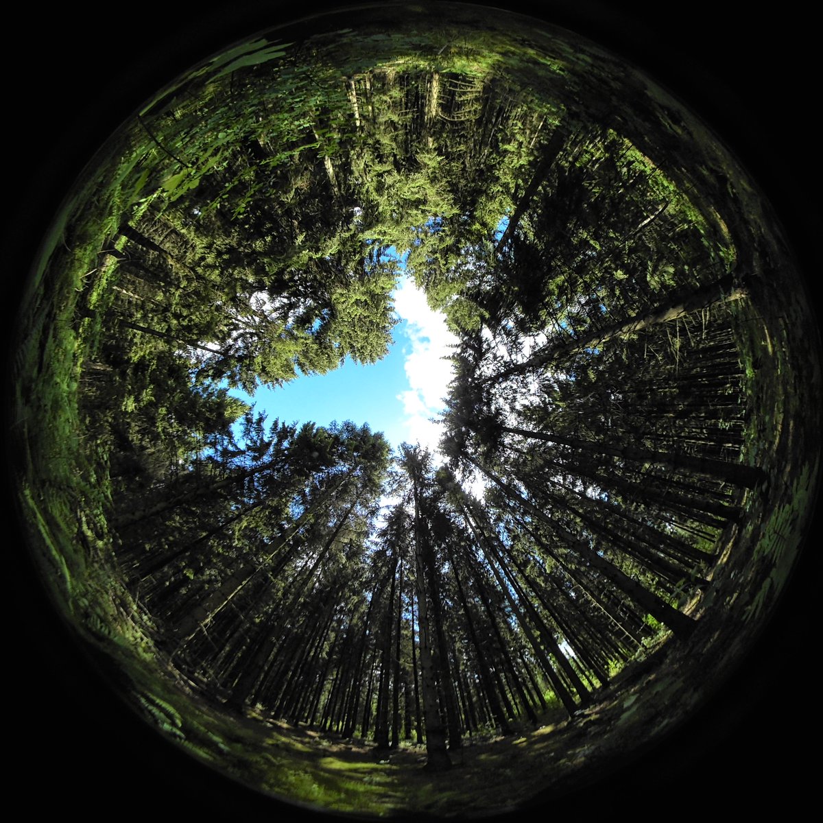 #fisheye photography for canopy cover analyses has a perc in that it can give some quite good-looking pics 
#research #forest #Ecology