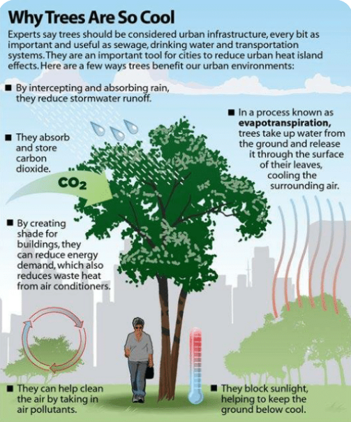 TREES ARE KEY TO FUTURE OF CITIES

🌳Cool us in heatwaves
🌴Reduce flash flooding
🌲Absorb &amp; store CO2
🌳Cut air pollution

That's why <a href="/MayorofLondon/">Mayor of London, Sadiq Khan</a> has committed £3.1m for more tree planting in London 💚💚💚 

standard.co.uk/news/london/sa…