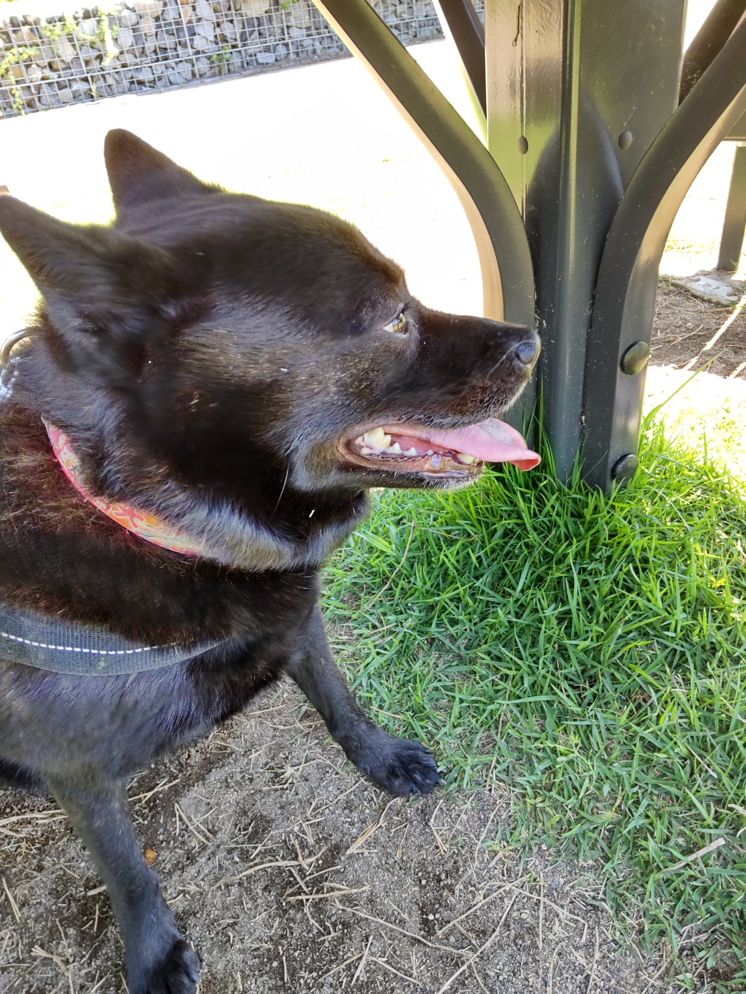 Angel うちの子は小型犬大好き マウントされても吠えられても ん それってビビり なのと関係あるのかも T Co S4hxvagd2q Twitter Angel うちの子は小型犬大好き マウントされても吠えられても ん それってビビり なのと関係あるのかも T Co S4hxvagd2q Twitter