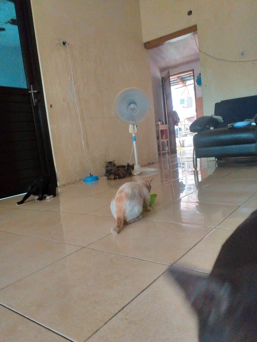 How many cats u guys see ?
<a href="/HatoETH/">Hato</a> <a href="/operationSIN/">operationSIN</a> 
#SINNERS #SINNERSsupportSINNERS #WeAreSINNERS
