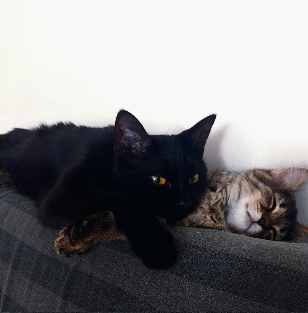 Le_Sush's tweet photo. @lixiviatio @ACNH_FR Chat noir > all ! https://t.co/TejmS8rUvn