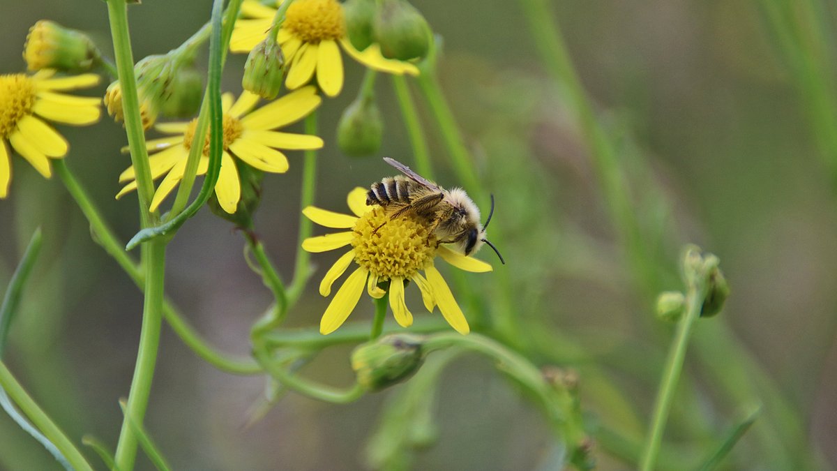 De ene bij is de andere niet. Meer dan 100 soorten wilde bijen op #PlankenWambuis. Waarom zijn het goede indicatoren voor je biodiversiteit? Wat is het verhaal over deze boeiende insecten? #Veluwe #Ede
natuurmonumenten.nl/natuurgebieden…
