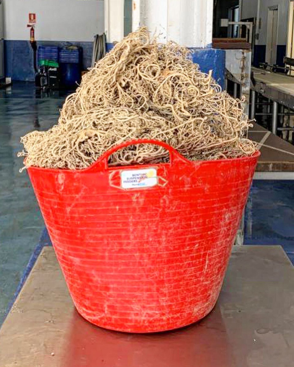 miticap2020's tweet photo. Des del projecte ᗰITIᑕᗩᑭ recollim les ofiures del descart pesquer i les aprofitem per fer un compost totalment ecològic per als cultius de la mateixa zona on realitzem el projecte, reaprofitant així un descart que acabaria a les escombraries. https://t.co/33DarW98Jo