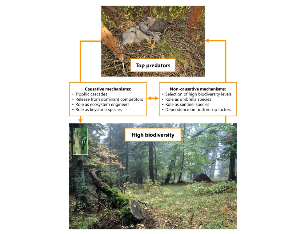 navarro_alb's tweet image. Top predators are confirmed as reliable biodiversity indicators

Their efficacy depended on the background taxa used for biodiversity monitoring and their ecological linkage to the predator

onlinelibrary.wiley.com/doi/abs/10.111…

#Pradators #TopPredators #indicators #conservation #ecology