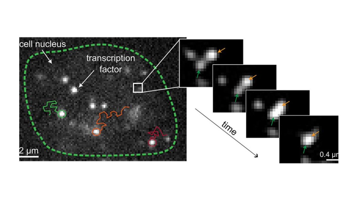 ICFOnians's tweet photo. 📝#NEWPaper is out: Researchers from @ICFOnians, @CRGenomica & the @UPFBarcelona, report about the physics of molecular condensates by combining single-molecule experiments with theory and simulations.
Study in @PNASNews
ICFO News👉https://t.co/rDv4xDE0F4
#OPTOlogic #QuantumCAT https://t.co/H0Mb3zvQFj
