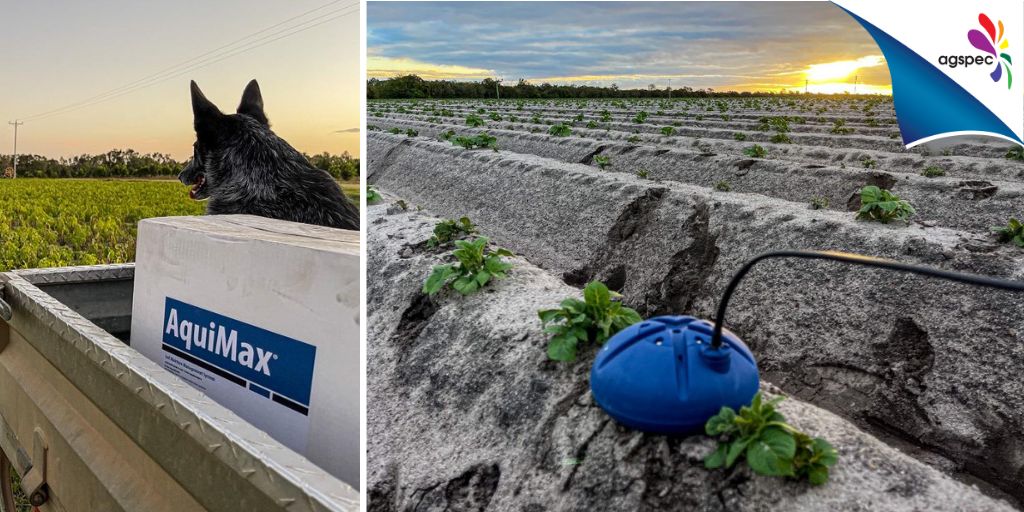 AgspecAus's tweet photo. Have you tested your #crop ID skills in our Tuesday #poll?
@DanitaAgspecAU & #research assistant Chase have been installing @crop_x probes for an @AquiMaxAg trial in English #potatoes, #Bundaberg.
Learn more about #AquiMax 👉 https://t.co/AN90v8iGU2
#Agspec #horticulture https://t.co/UT2UAZX0ML