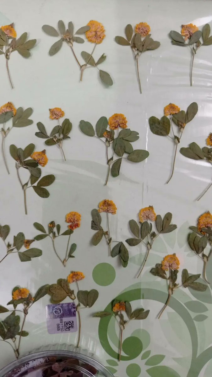 Sahiplenmeyi bekliyorlar. Sarışın çiçekler aşkına.