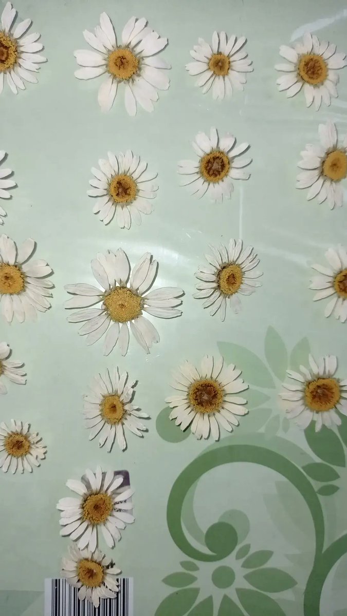 Papatyalar da hazır sizleri bekliyorlar.