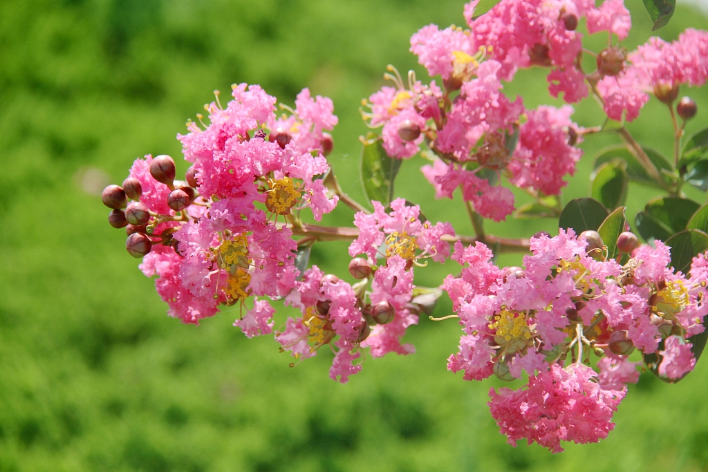 Breeze brings the fragrance of blooming crape myrtle flowers, coating
