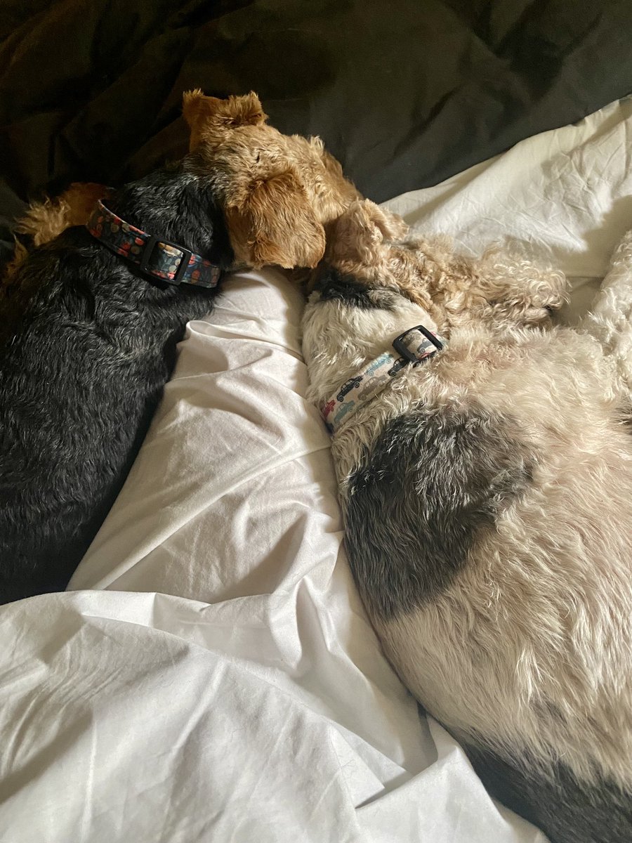 Pals, it be 10.48am and mumsie sez we need to get up and go out exploring but we still enjoying our cuddly long lie in 😴 Dat be da mumsie leg between us so she be trapped 😆