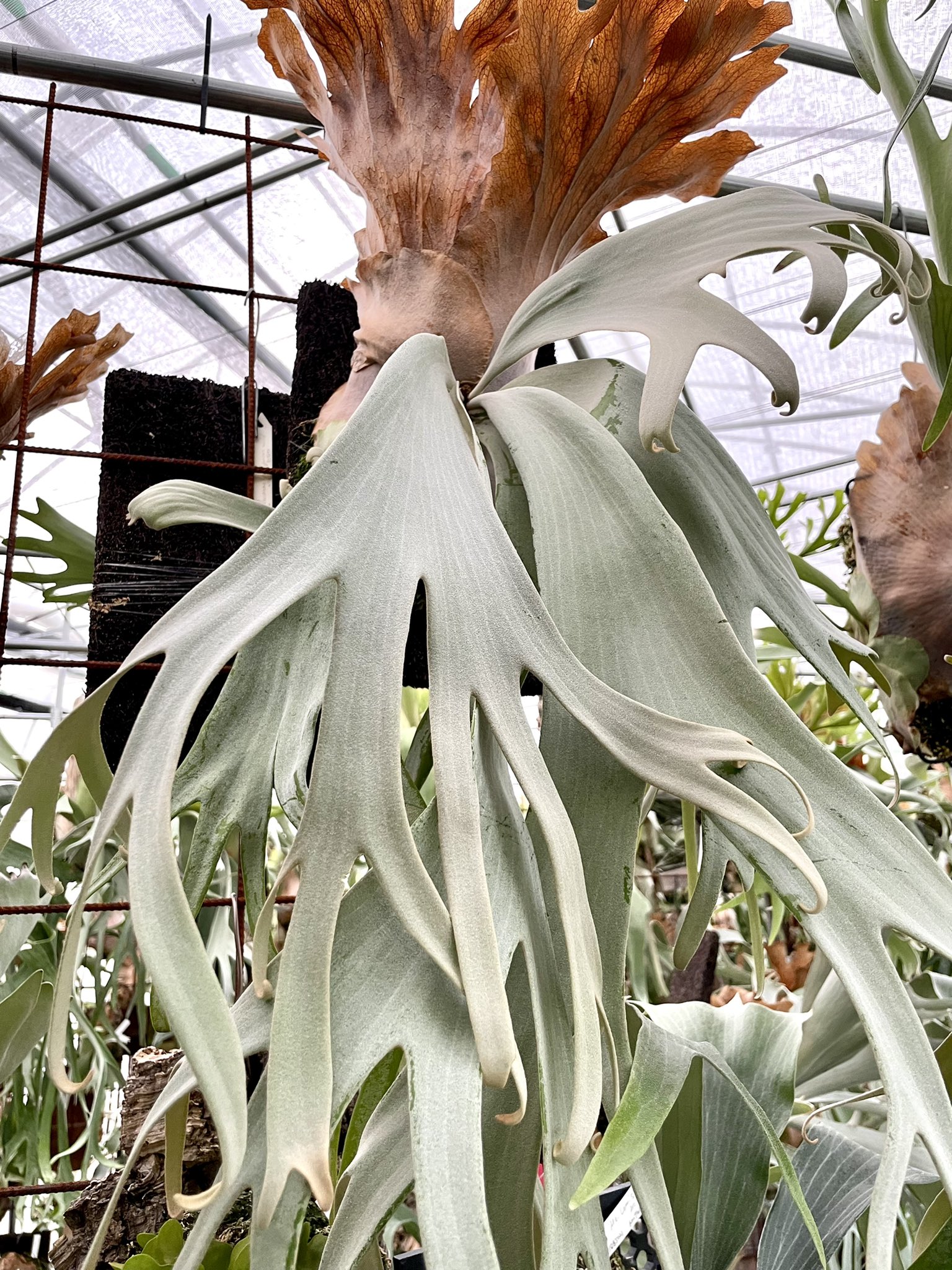 P.willinckii 'copper will' 子株付き ウィリンキー ビカクシダ