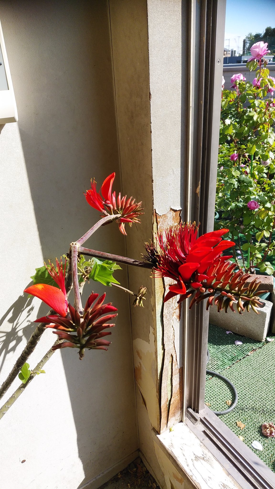 Ryo99 当方が熱帯花木に興味を持つようになったきっかけの沖縄県花デイゴですがずっと眺めていたくなる不思議な植物ですね 沖縄 デイゴ 島唄 琉球 園芸 植物 熱帯花木 ちむどんどん 八重山 横浜 本土復帰50周年 T Co Cf8wesmtof Twitter