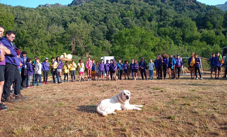 Scouts de España (ASDE) tweet media
