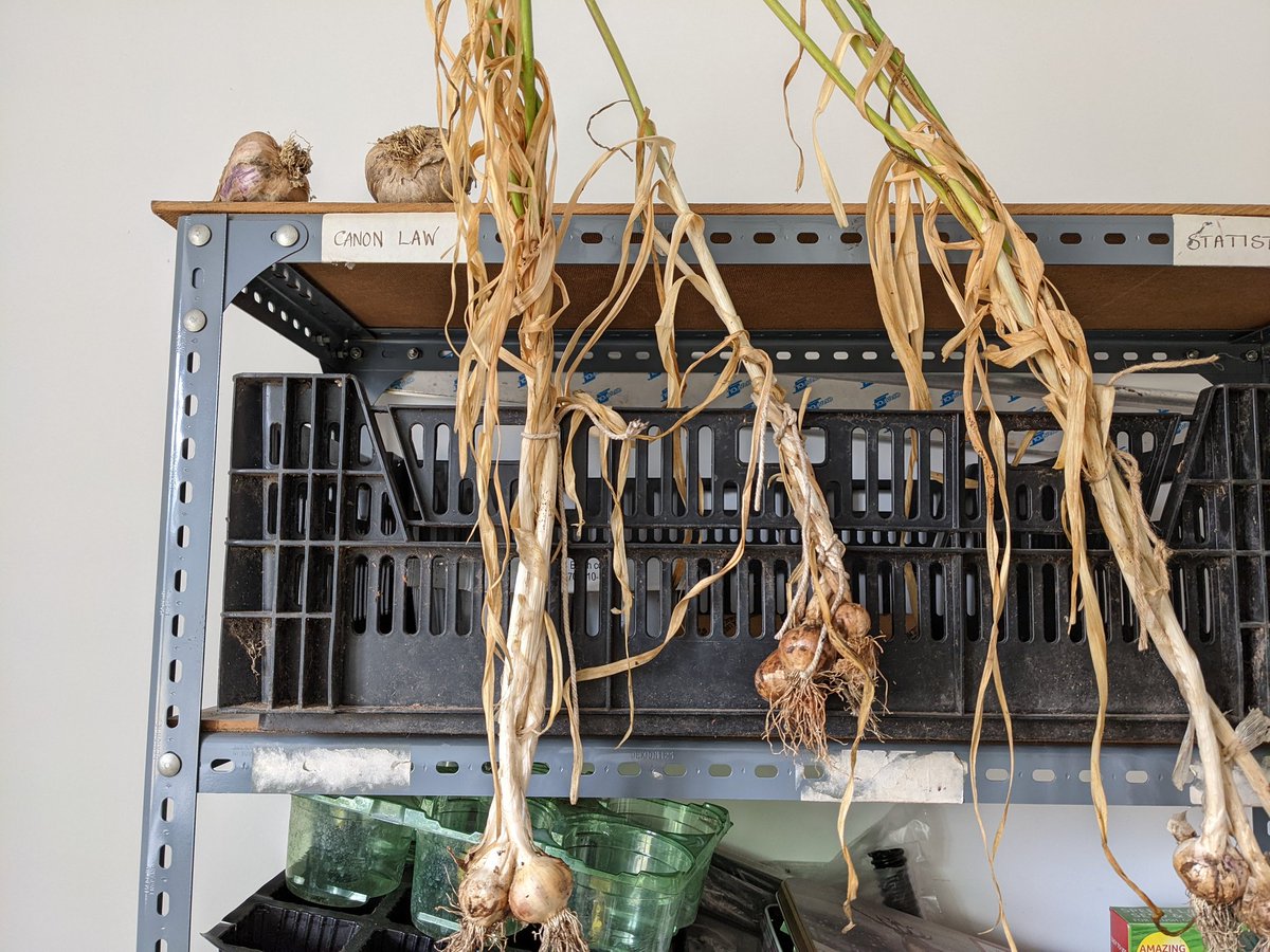 In today's modern nun update I'm enjoying repurposing the canon law bookshelf to cure the homegrown garlic. Added bonuses: no vampires, very Laudato Si #nunsoftwitter
