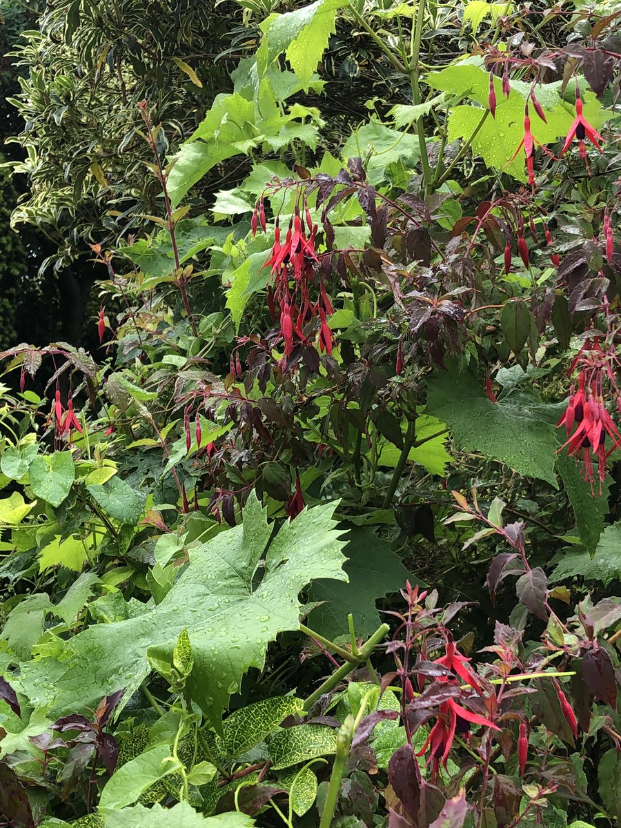 FionaKmusic's tweet photo. Love the Mediterranean vibe of mums vine but itโs literally choking everything else..! Poor Fuschia is getting hammered..๐
The growth at the moment is unreal...๐โ๏ธ #corkgarden #corksummer https://t.co/PD1XodPHcX
