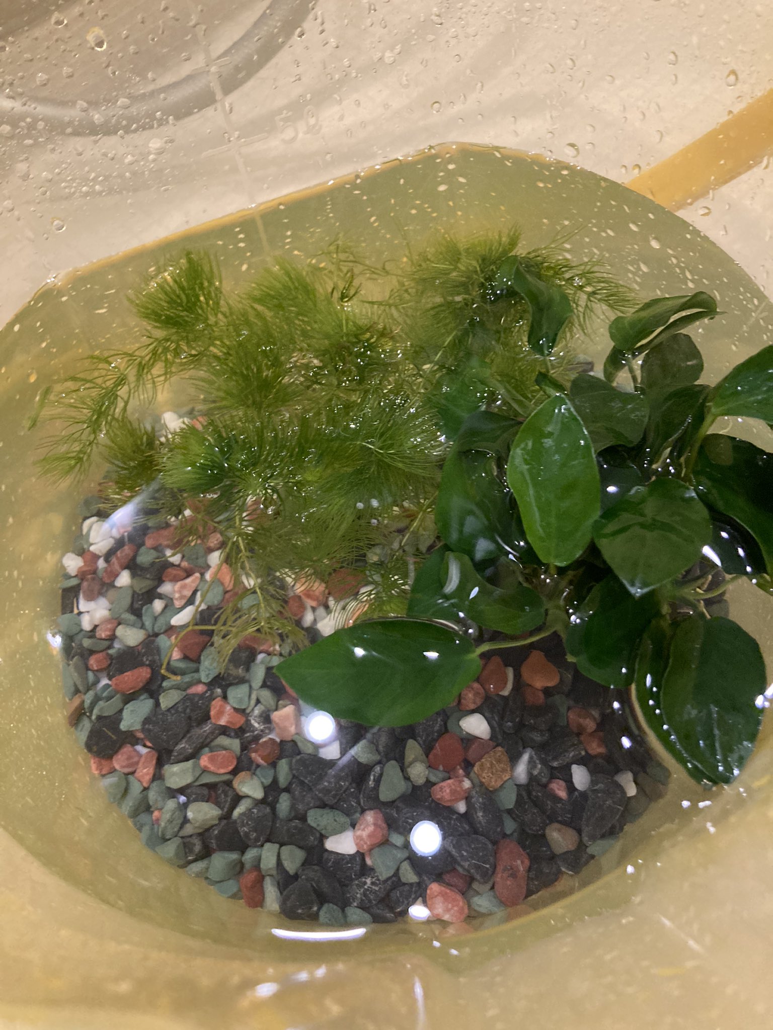 舛花 夏休みのめあて 6金魚の水槽に流木と水草を入れる マツモとアヌビアスを買ってきました 流木は職場に置いてあるので 持ってきたらアヌビアスを活着させるつもり とりあえずバケツの中で農薬抜きしてます T Co Tmgntijazi Twitter