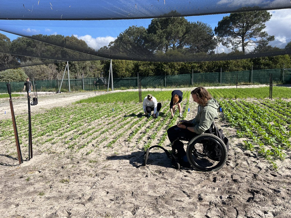 Chaiyya Cooper (@chaiyyacooper) on Twitter photo Starting our 3rd year semester experiment for our Advanced Cropping and Precision Ag unit with emergence counts. We will be applying N a few times to see how it changes the physical biomass and yield potential of GM & non-GM canola varieties <a href="/Erin__Schilling/">Erin Schilling</a> <a href="/SJB_Ag/">Sarita Bennett</a> <a href="/Bec_Swift_/">Bec Swift</a> Starting our 3rd year semester experiment for our Advanced Cropping and Precision Ag unit with emergence counts. We will be applying N a few times to see how it changes the physical biomass and yield potential of GM & non-GM canola varieties <a href="/Erin__Schilling/">Erin Schilling</a> <a href="/SJB_Ag/">Sarita Bennett</a> <a href="/Bec_Swift_/">Bec Swift</a>