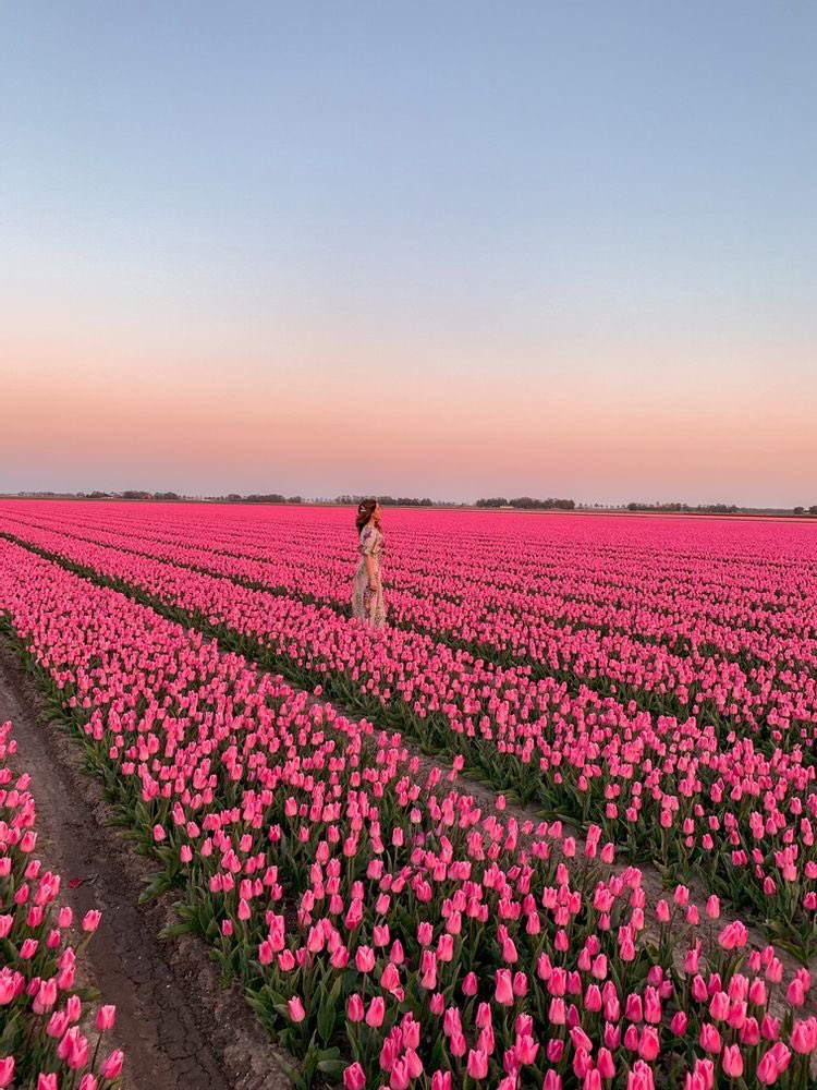 flower field in the netherlands 🌷
