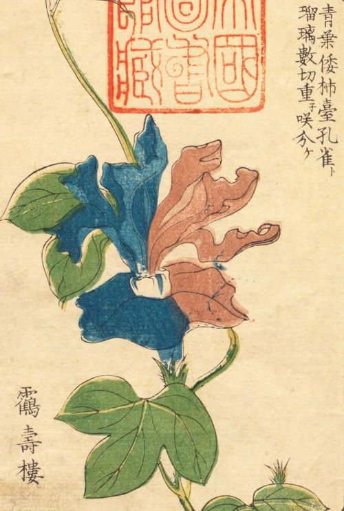 RT 国会図書館公認の有用資料集! たまんね~ッ タイムリーなことに『朝顔と園芸』の項あったから見て(出典:都鄙穐興) よく知る朝顔じゃない子がた~くさん 交配を楽しむことも趣であったと伝わってきます