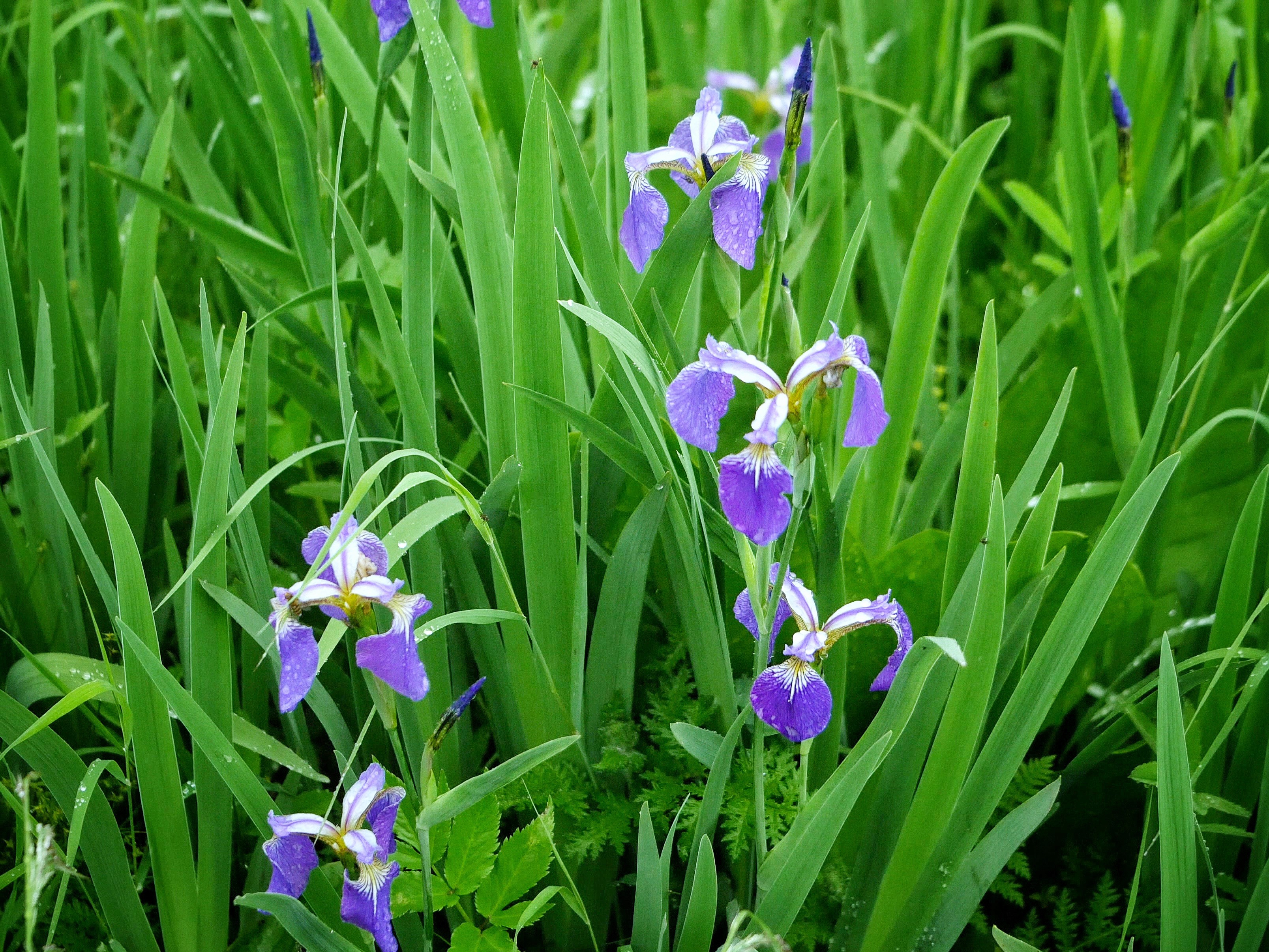 エピクロスの猫 T Ebana ヒオウギアヤメ 檜扇菖蒲 本州中部地方以北の山地湿地帯に分布 高原では今頃咲いています ちなみに秋篠宮紀子妃殿下のお印ですね T Co Qh1xozgsty Twitter