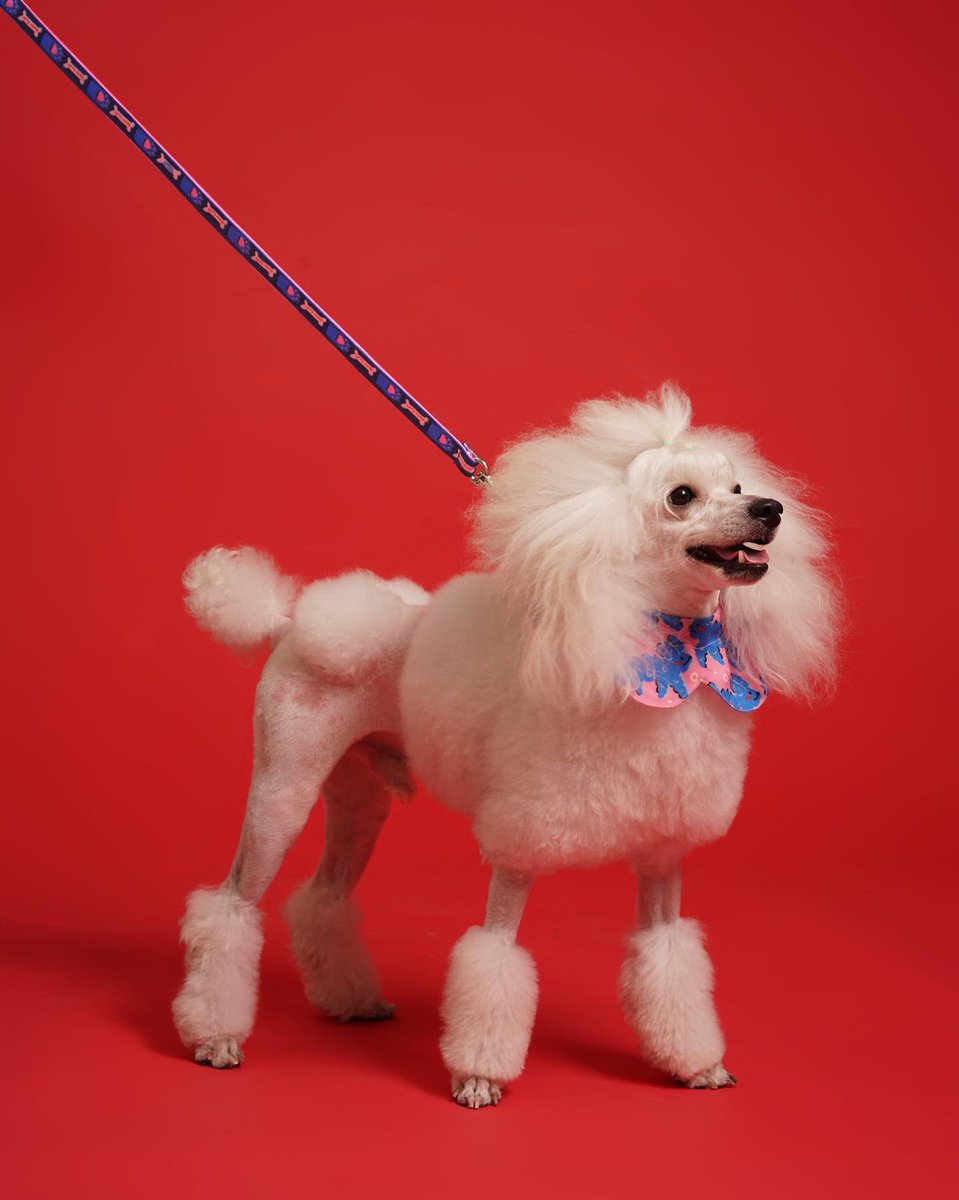 liunic's tweet photo. GM❤️ just made this furry friends collection for Liunic on Things🥹❤️ inspired by my dog and studio cat 💕 cuteness overload on the photoshoot day😝🥰 https://t.co/SyaMFXfHsL