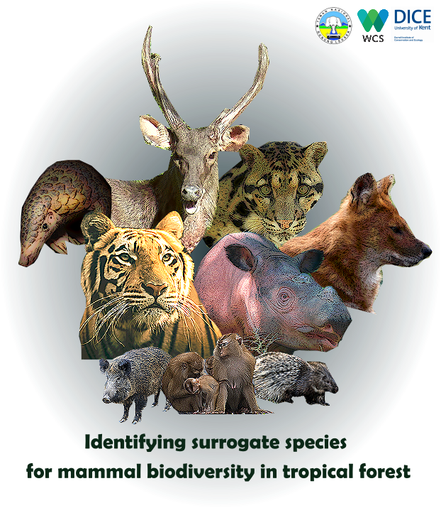 Ardiantiono (@ardiantiono) on Twitter photo 1) How do we identify species that best represent mammal biodiversity? Do #flagships perform better than others? #ConEffect
Here's a sneak peek of our study with <a href="/noviarandayani/">Noviar Andayani</a>, <a href="/marsyachr/">Marsya C. Sibarani</a>, Adhi N, Yosia G, Eka R, <a href="/wildbusiness/">Joe W Bull</a>, <a href="/NicolasJDeere/">Nick Deere</a>, <a href="/mattstruebig/">Matthew Struebig</a>! #DICECON22 1) How do we identify species that best represent mammal biodiversity? Do #flagships perform better than others? #ConEffect
Here's a sneak peek of our study with <a href="/noviarandayani/">Noviar Andayani</a>, <a href="/marsyachr/">Marsya C. Sibarani</a>, Adhi N, Yosia G, Eka R, <a href="/wildbusiness/">Joe W Bull</a>, <a href="/NicolasJDeere/">Nick Deere</a>, <a href="/mattstruebig/">Matthew Struebig</a>! #DICECON22