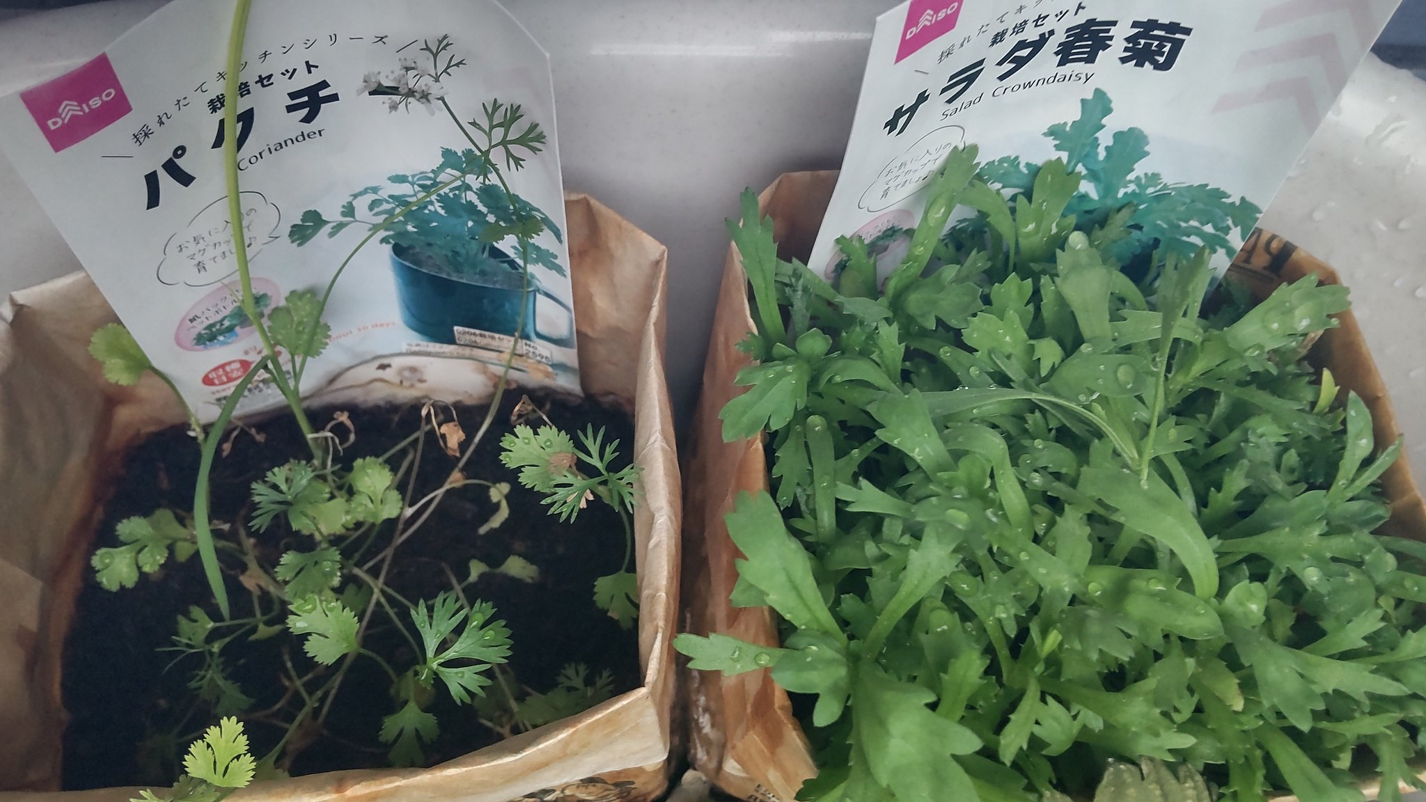 かりんとこりんと 紙箱の中でちっとも成長しないパクチーと春菊 春菊はようやく伸びる兆しが見えてきたけど パクチー はどんどん萎れて数が減って 雑草は伸びてるし葉がなんだかスカスカになってきてもうだめだと思ってたら 気づいたら花が咲いてた