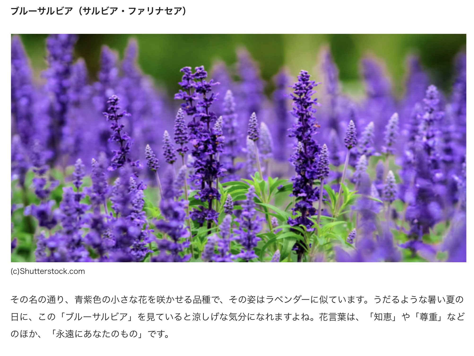 ぼた ルシフェル様が持ってるお花サルビア だよね オ ﾞア ﾞッ T Co Tqpnzkjmtn Twitter