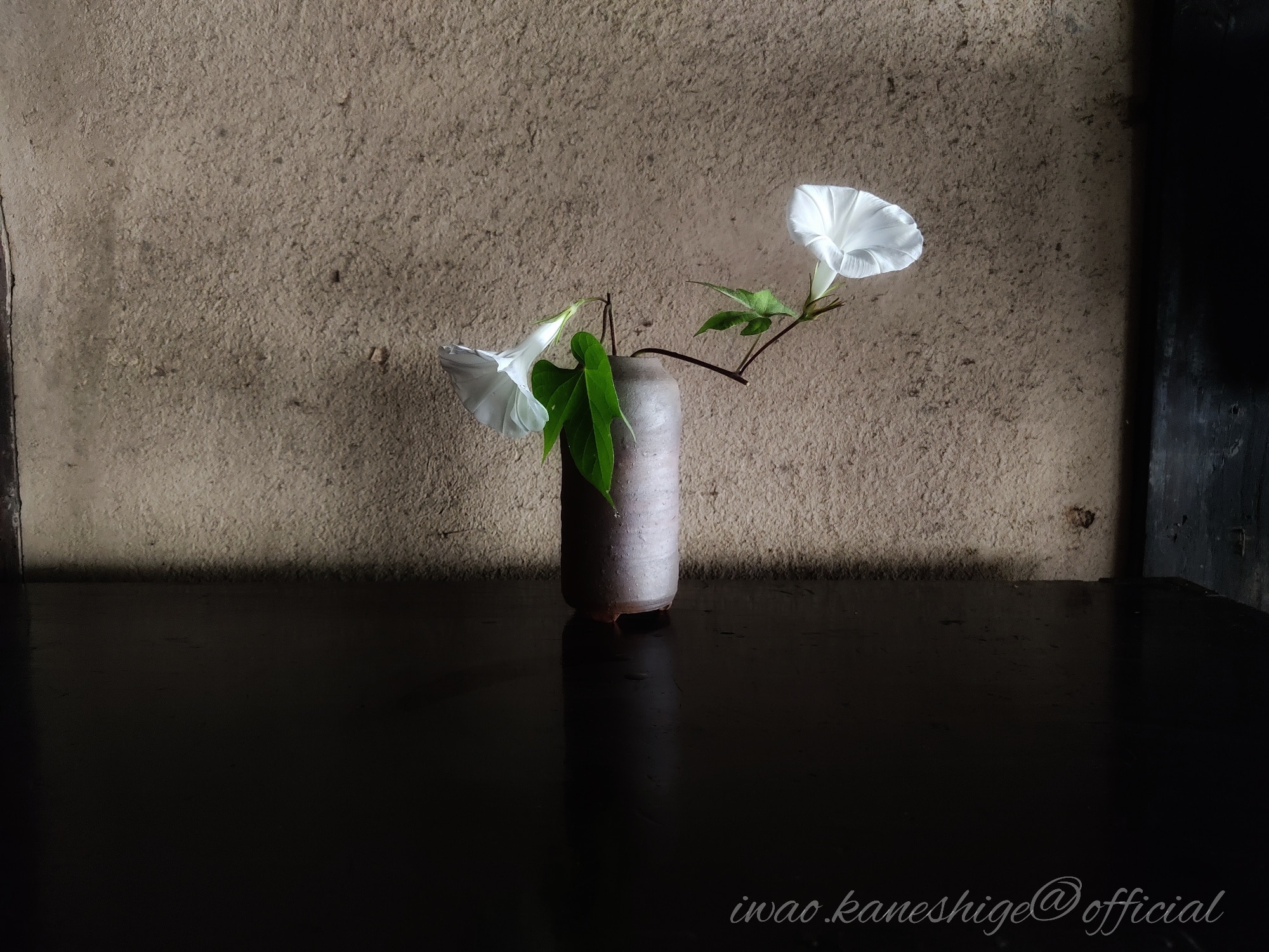 Iwao Kaneshige Official 白い朝顔の花 朝顔 Japan Flower Tokyo 花 Morningglory Flowerstagram Flowers Nature 夏の花 Summer あさがお アサガオ Japan Of Insta ガーデニング はなまっぷ 祭り 朝顔市 Love 双葉 Instagramjapan