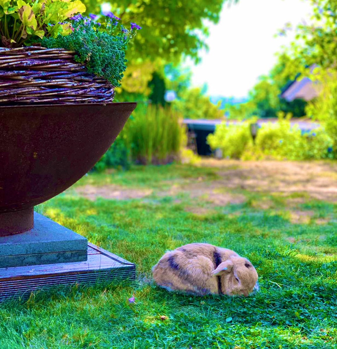 Da hat sich jemand in unseren Garten verirrt 👀