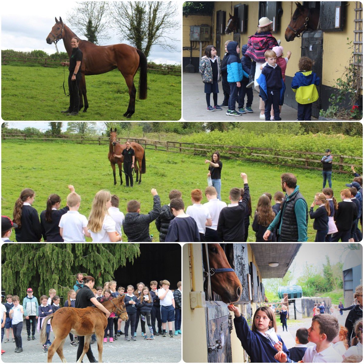 Pmolony1Peter's tweet image. As Honeysuckle’s ☀️summer hols at Rathmore come to an end, nice to get photos when local Manister Primary school came to visit the 👸 &amp;amp; @rachaelblackmor in May. @smolony #rathmorestud Can’t wait for season ahead @Fairyhouse @LeopardstownRC @CheltenhamRaces @punchestownrace 🤞🤞🤞