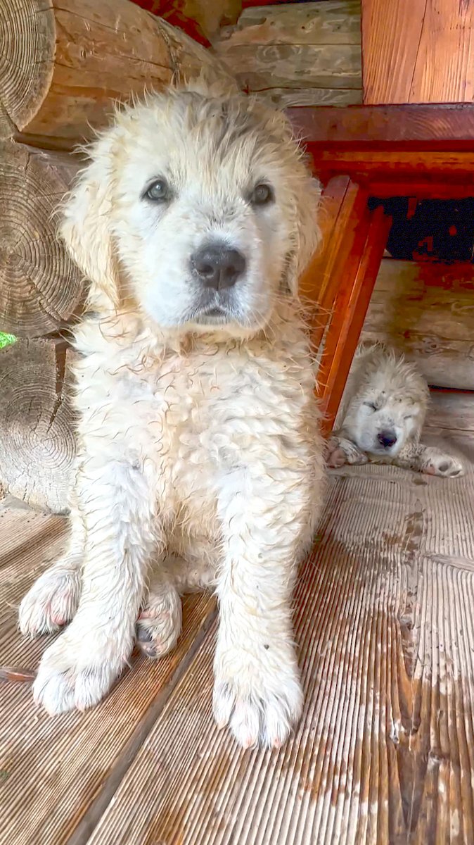 Zo lief! Ik maakte een video van  deze jonge Tatrahonden. Zij bewaken de schapen tegen beren en wolven in Polen! Zie: bit.ly/3voi0cV