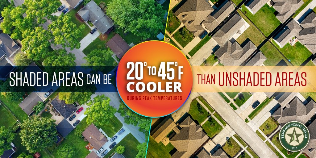 TXForestService's tweet photo. Urban heat islands — places where green spaces have been replaced with roads, parking lots and large buildings — can be up to 20 degrees warmer than rural areas. To find out how trees can help, visit https://t.co/H99LquYgJC #HealthyTreesHealthyLives https://t.co/qymWBjld4l
