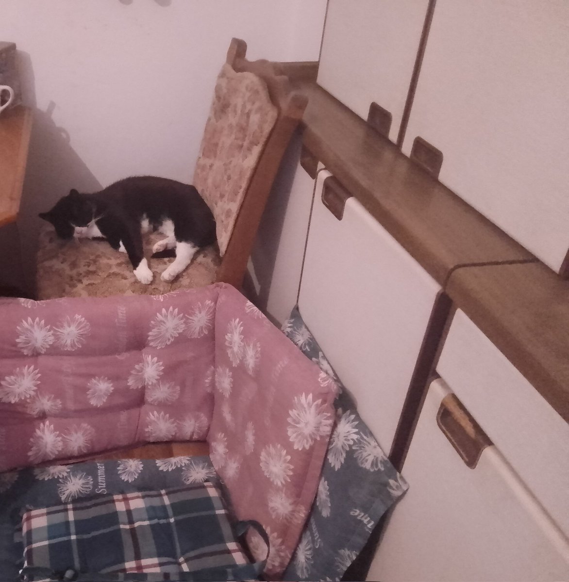 Christi25778143's tweet photo. Mein #Titus und der Nachbarskater #Jascha wünschen euch, einen schönen Donnerstag Nachmittag. https://t.co/yWliIIaXUG
