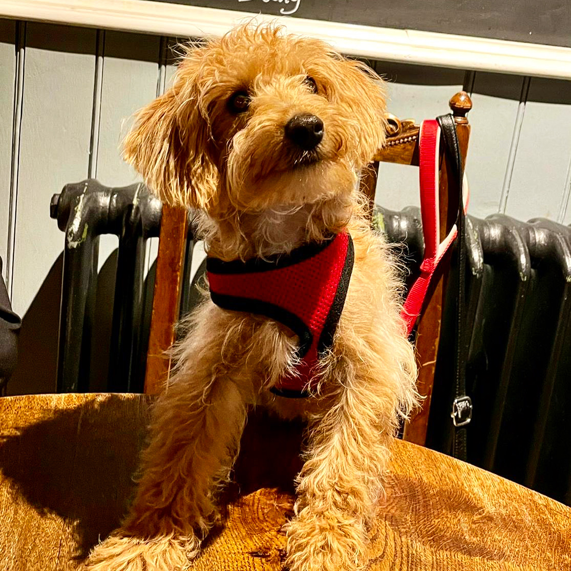 glasfrynpub's tweet image. This weeks doggo of the week is the adorable Bailey, seen here waiting patiently for her cheeseboard 🐶 ❤️

#glasfryn #bandplife #publife #brunningandprice #dogfriendly