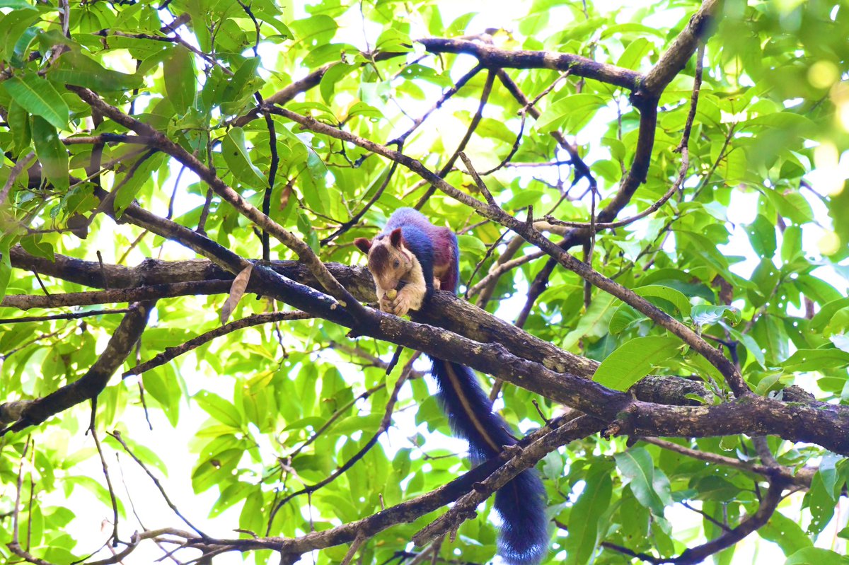 krishnanand n b (@krishnanandnb) on Twitter photo Visit to home is incomplete without a sighting of a giant Malabar squirrel probably the most colourful mammal. Visit to home is incomplete without a sighting of a giant Malabar squirrel probably the most colourful mammal.
