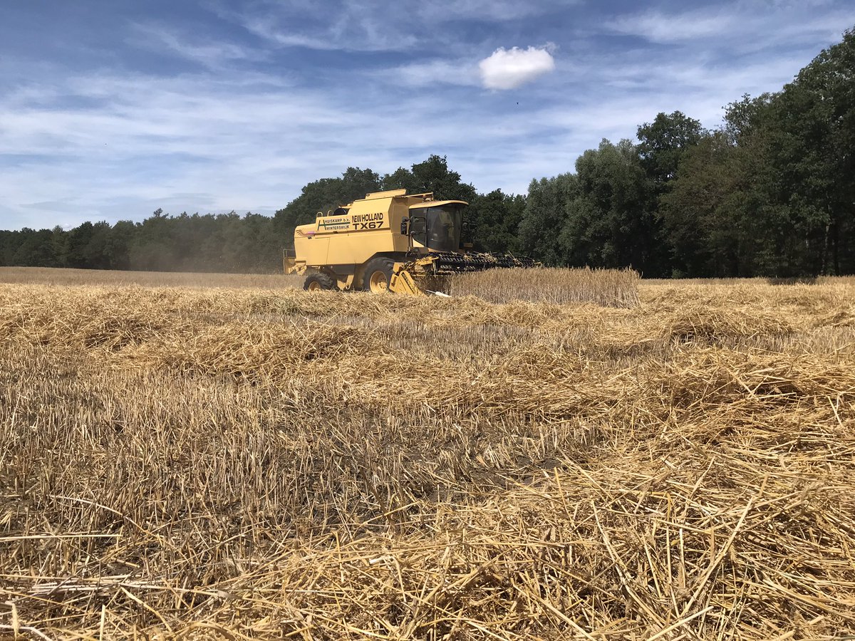 SUwland's tweet photo. #zomer #combinen #akker #oogst #rogge #gerst #stro #strohalen #vakantiewerk #Achterhoek #hobby #kleinebaaltjes #Winterswijk #Ford #NewHolland #droog #teambayerbenelux @BayerCropNL https://t.co/GF7UDEjhsG
