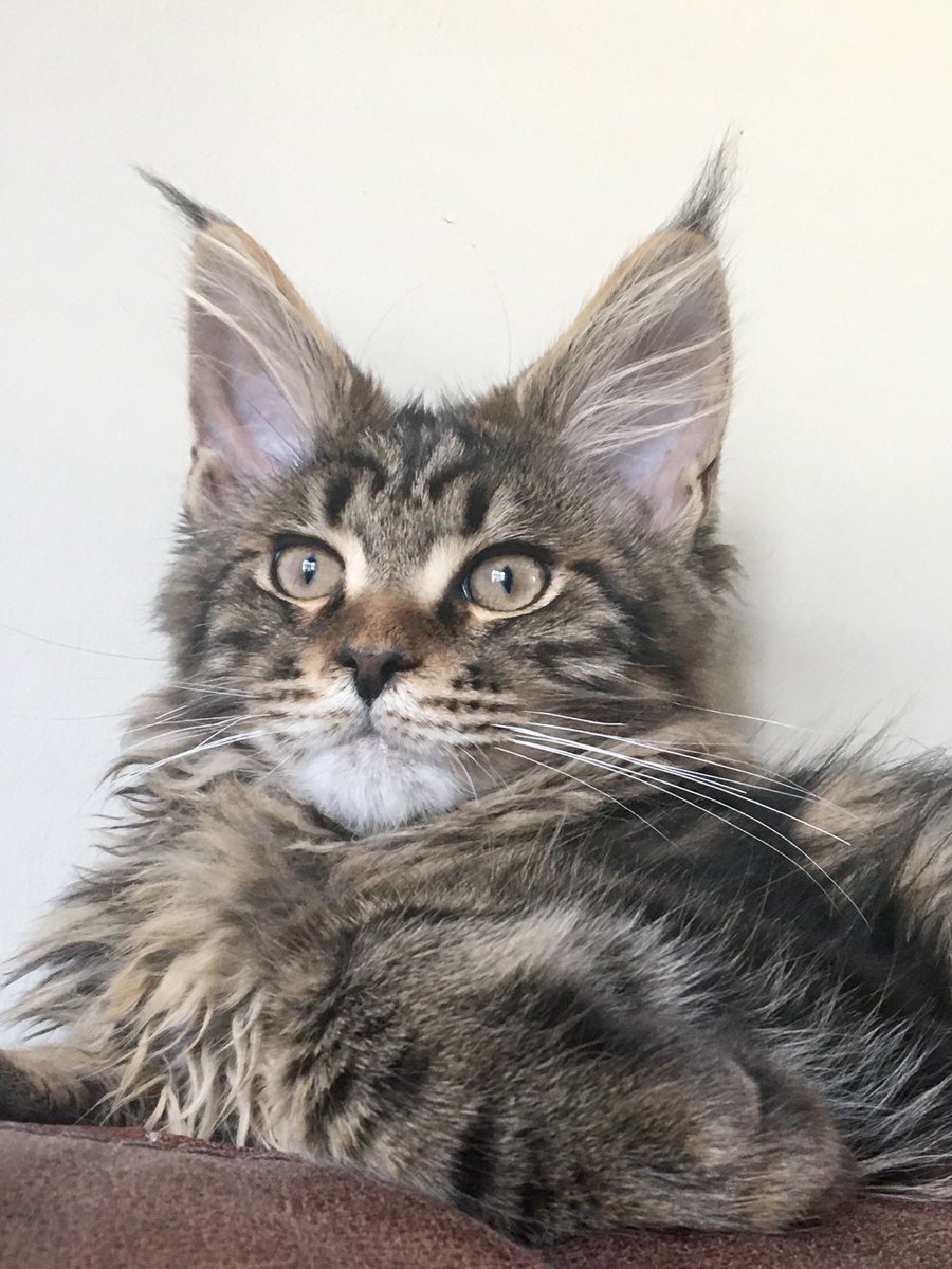 Jaspur1's tweet photo. Happy #ThrowbackThursday. Here’s me as a gangly teenager (all ears and legs)😸🐾
#cats #teencats #CatsOfTwitter https://t.co/GgmnI6HTg1