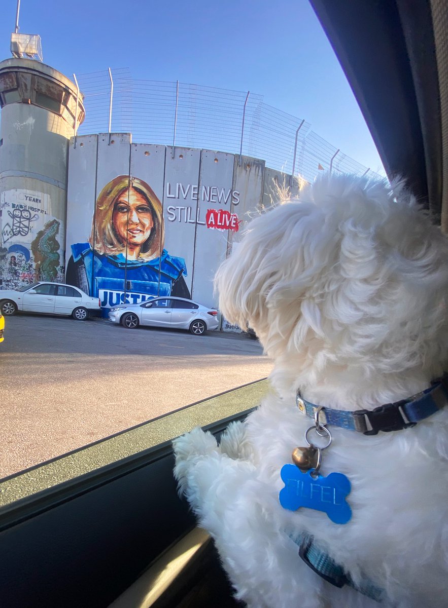 aa_lareen's tweet photo. Breaks my heart that I'm not able to explain to Filfel what actually happened to his favorite person, Shushu 💔he misses her everyday more and more🕊
#JusticeForShireen  #ShireenAbuAkleh https://t.co/nzejRCfFB5