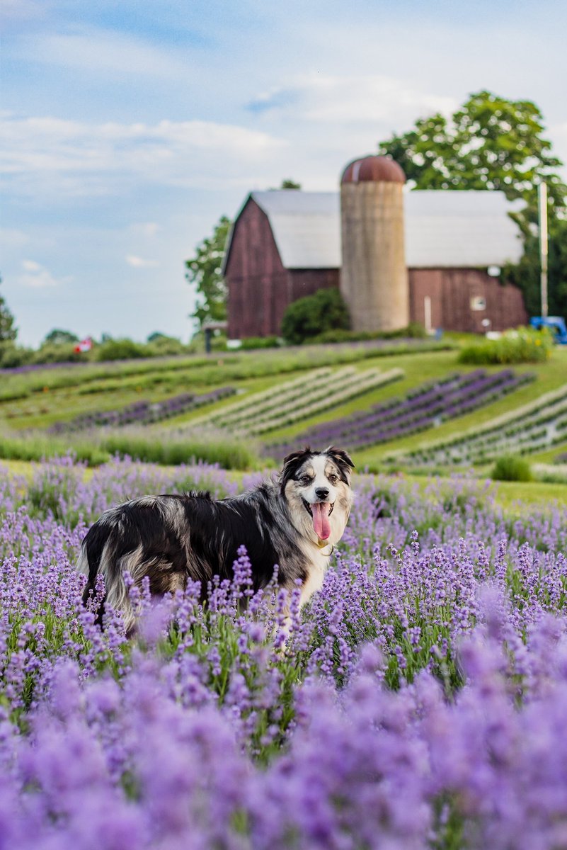 We visited a lavender farm a couple weeks ago, highly recommend! 💜
#DogsofTwittter #lavender