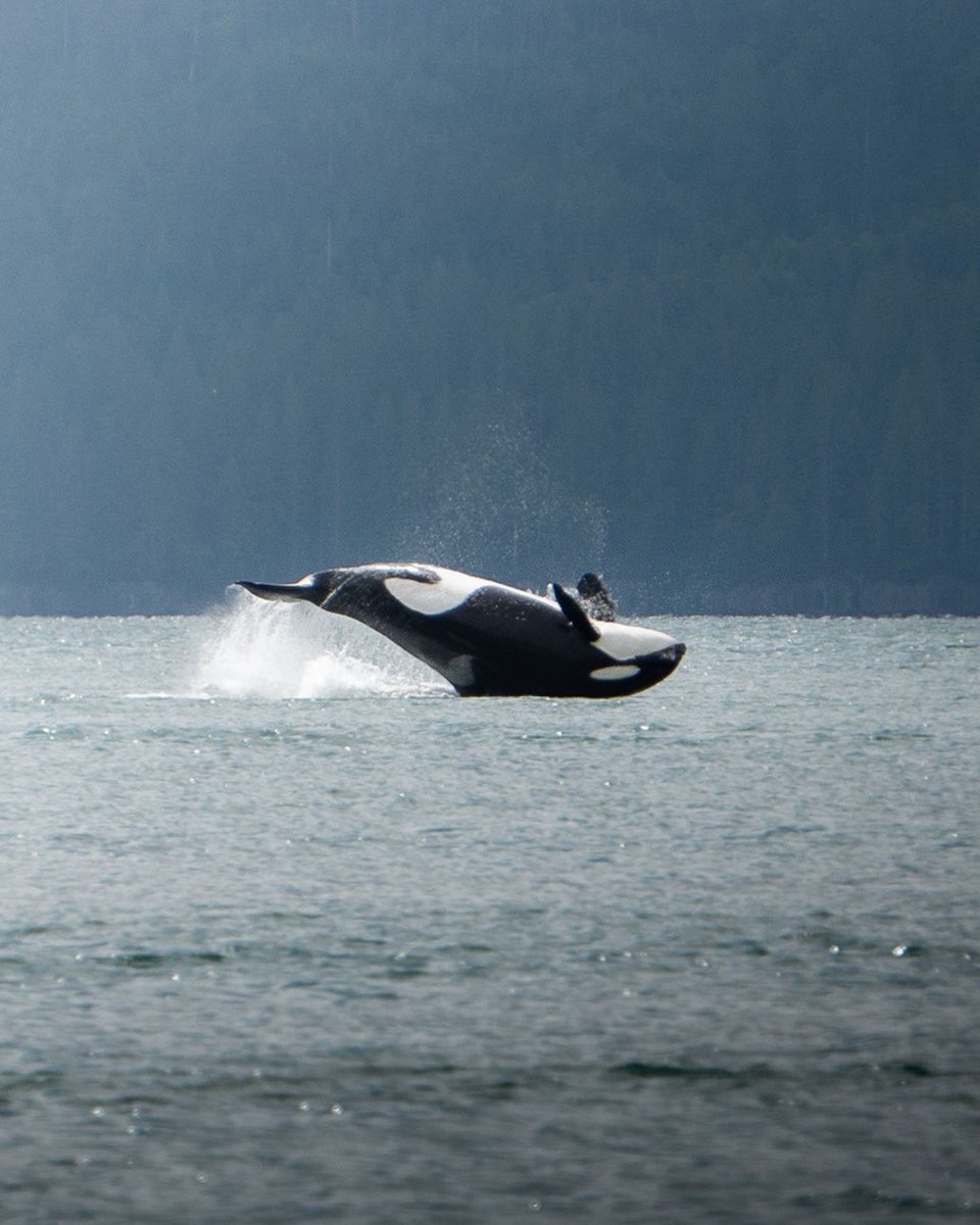 Excited to announce the release of my monthly newsletter, highlighting the stories behind the images, helpful tips and tricks and discounts on fine art prints. Sign up through this link - eepurl.com/h67tzL