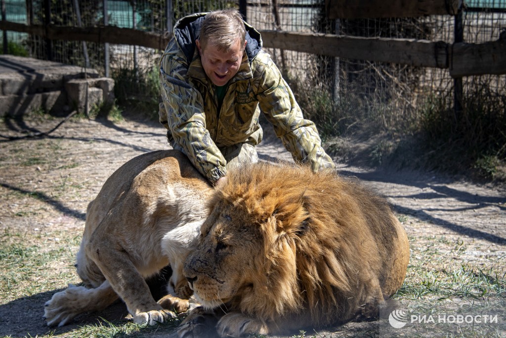 Татьяна алексагина тайган парк львов ютуб. Львенок инвалид тайган последнее. Львенок инвалид тайган последнее. Львенок инвалид тайган последнее. Директора крымского парка львов "тайган".