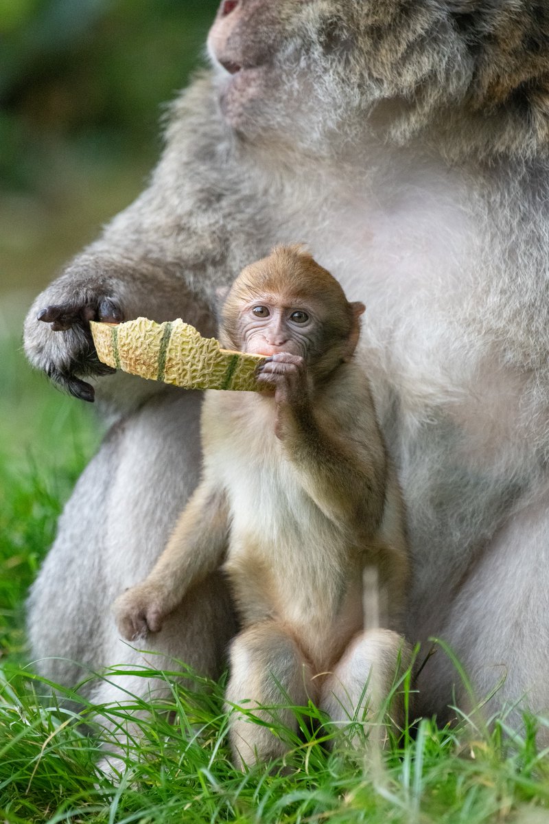 [Idée de sortie] Faites comme les Magots de la <a href="/montagnesinges/">Montagne des Singes</a> et venez vous promener à l'ombre des arbres, ce qui vous permettra de vous rafraichir naturellement !

ℹ️ ouvert de 9h30 à 18h en continu. Venez avec votre #PassAlsace !🐵 

➡️montagnedessinges.com
📸R. Hilgartner