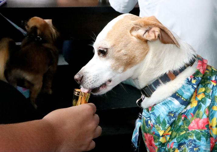 GRTyler19's tweet photo. https://t.co/cV9vRfgDfj | Barks and brews: First-ever dog show a success at Dreaming Creek Brewery . Here is picture of Walt... https://t.co/Ax0qEitd3l