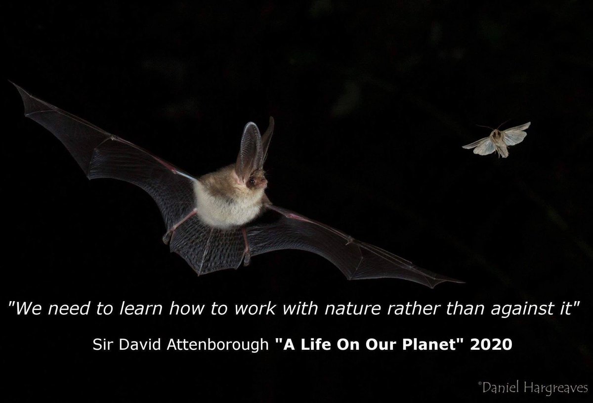 _BCT_'s tweet photo. Bat species around the world are vulnerable or endangered due to factors ranging from loss and fragmentation of habitat, diminished food supply, destruction of roosts, disease and hunting or killing of bats. https://t.co/Mzeg7rGOSP 
#EarthOvershootDay https://t.co/HmFgxmA7wu