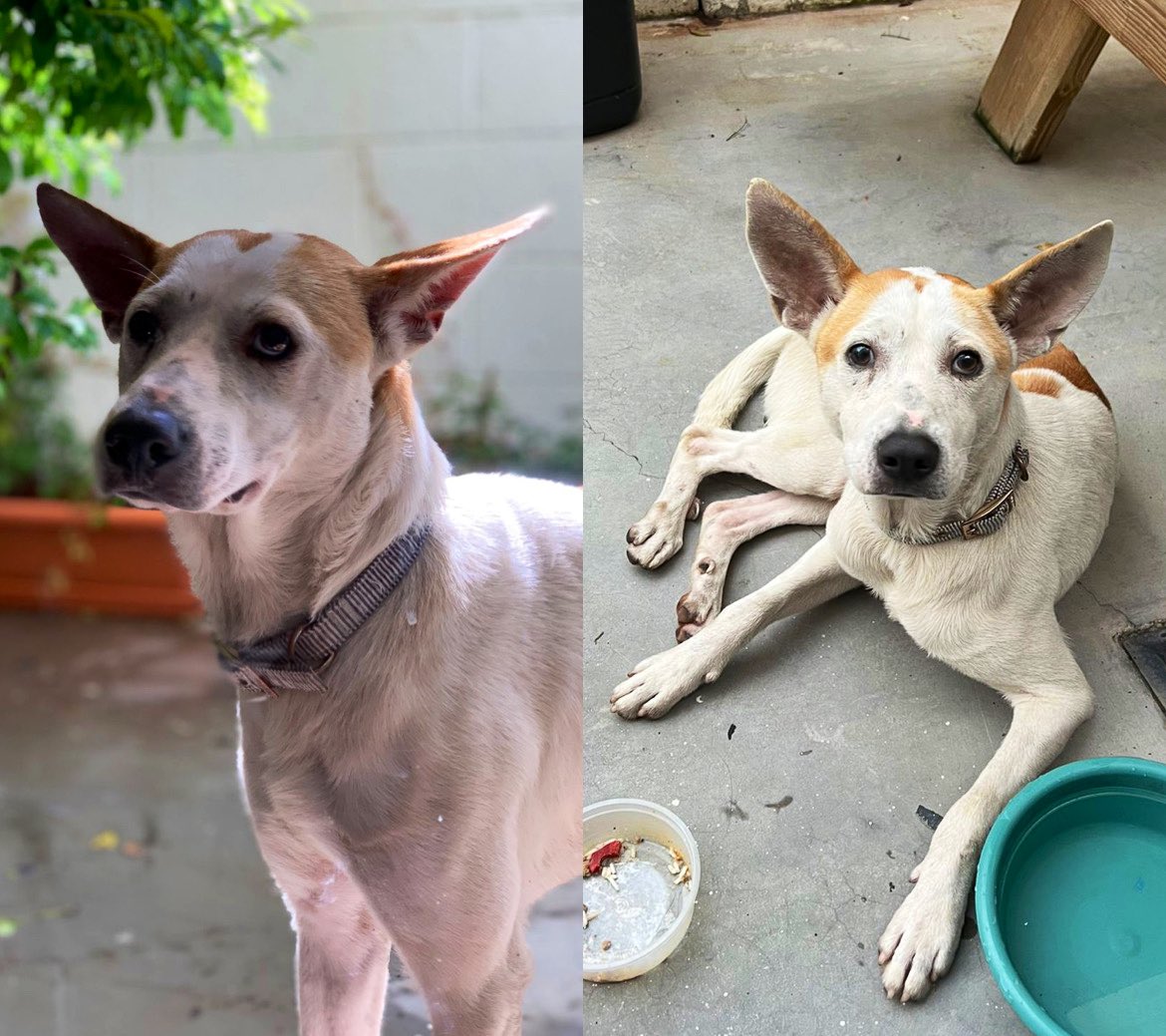 BUSCA HOGAR! 

Este peludito está buscando casa adonde lo quieran y consientan, creemos que fue abandonado. Es de talla mediana, macho, amigable y tranquilo.

Ayúdenme compartiendo para que encuentre casita pronto! 

Para más info contactar a: 7736 6471