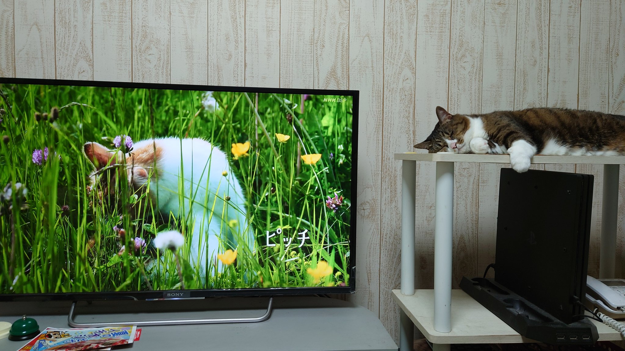 تويتر る ら 詩音パパ على تويتر 世界ネコ歩きを見ながら 娘を愛でる 岩合光昭の世界ネコ歩き キジ白 猫のいる暮らし T Co Hcbmykar8f