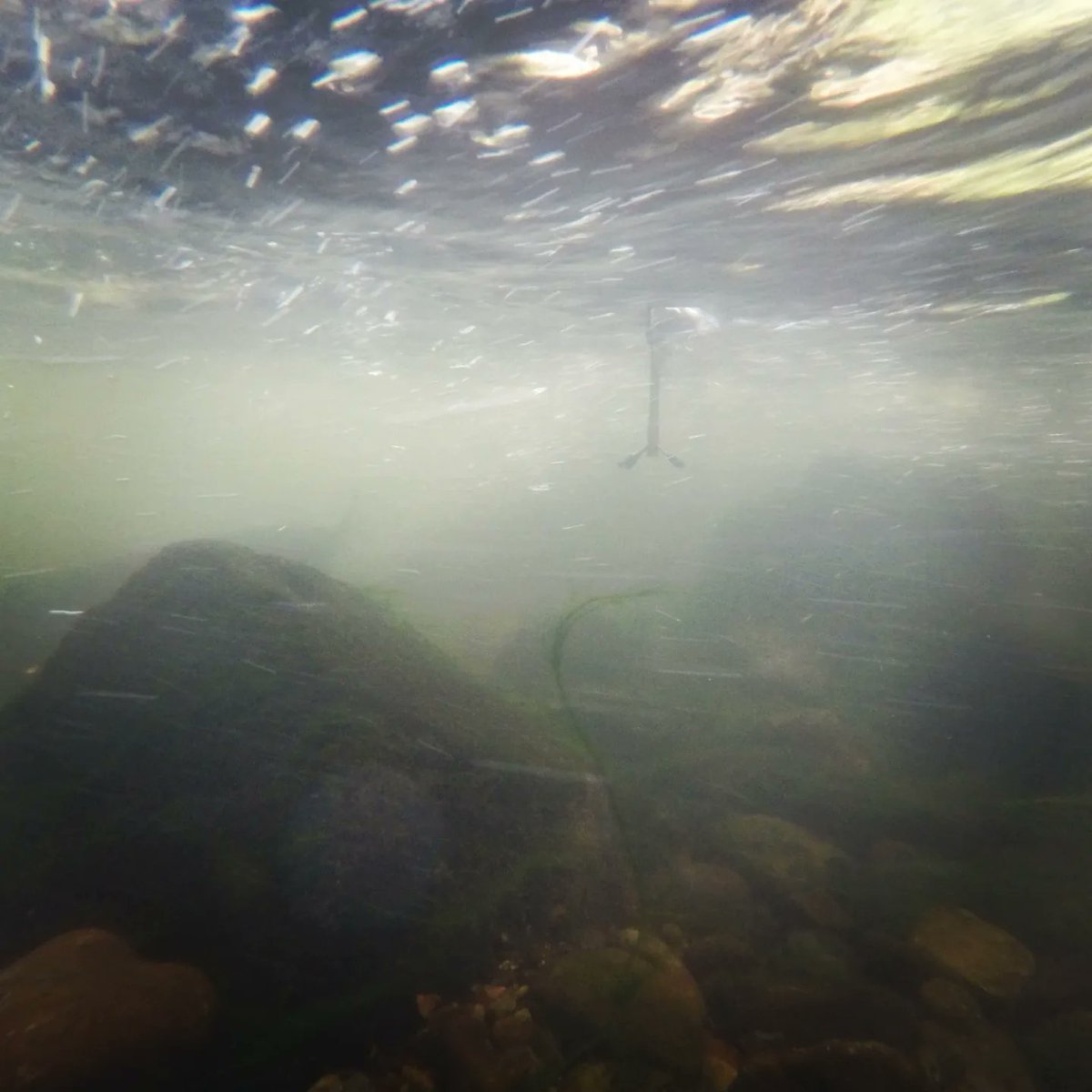 bachlaeufer's tweet photo. Water temperature 16°C 🌊
#underwater #migramp #dbuprojekt #sohlengleite #fieldmeasurements #feldmessungen #blockramp #velocity #fließgeschwindigkeit #vectrino #tubraunschweig #lwiwasserbau #wasserbau #hydraulicengineering #fishmigration https://t.co/nQxfq6G9kx